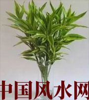镇江十二生肖养什么植物最旺财运？你知道吗！